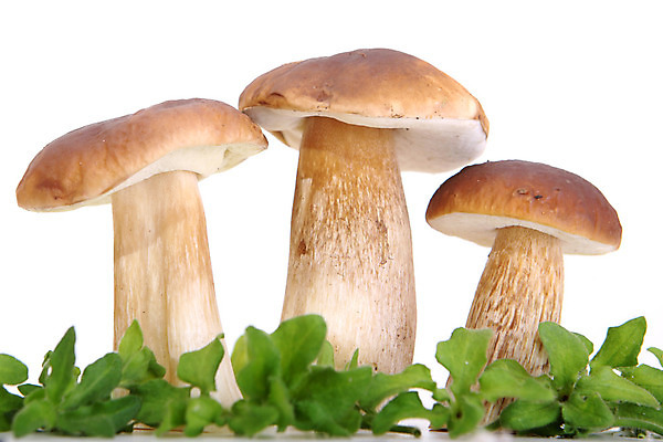 포토 JPG 해외이미지 식물 계절 음식 줄기 재료 자연 건강 사람없음 초록색 갈색 버섯 흙 가을 그룹 숲 작음 큼 날것 뿌리 그물버섯 숙성 식용 채식주의자 캡모자 해외202004 해외포토 모자_잡화 컬러 크기 생태계 채식 파일형식 이미지허브