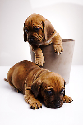 포토 JPG 해외이미지 화분 반려견 새끼 엎드리기 두마리 실내 사람없음 반려동물 귀여움 강아지 닥스훈트 흰배경 해외202004 해외포토 동물 백그라운드 컨셉 2 모션 내부 흰색 개 파일형식 이미지허브