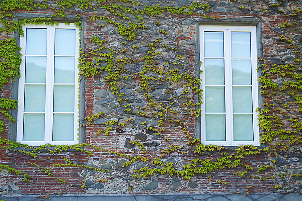 포토 JPG 해외이미지 식물 공원 벽 창문 자연 휴식 주택 사람없음 장식 초록색 여름 환경 정원 시골 포도나무 아이비 내추럴 해외202004 해외포토 계절 공공시설 컬러 컨셉 건물 과일나무 생태계 파일형식 이미지허브