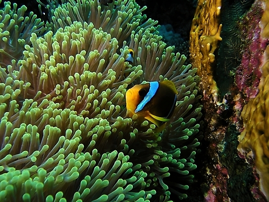 포토 JPG 해외이미지 식물 동물 야생동물 잎 자연 표면 어류 사람없음 물 반사 수중 광대 투명 스노클링 산호 잠수부 다이빙 암초 동물상 아네모네 해외202004 해외포토 자연요소 꽃 조형물 수영 수중동물 수상스포츠 자포동물 전문직 생태계 수중스포츠 파일형식 이미지허브