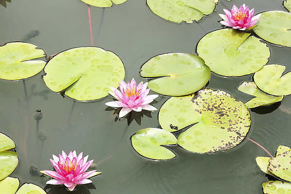 포토 JPG 해외이미지 식물 전통 디자인 공원 꽃잎 꽃 아시아 호수 분홍색 백그라운드 컨셉 잎 꽃무늬 불교 자연 벽지 휴식 연꽃 동양인 풍경 사람없음 초록색 물 여름 환경 정원 벚꽃 연못 신선 개화 닫기 맛 당구 심볼 순수 아로마 내추럴 스타일 정확 해외202004 해외포토 자연요소 계절 공공시설 나라 종교 컬러 무늬 모션 인종 구기 생태계 파일형식 이미지허브
