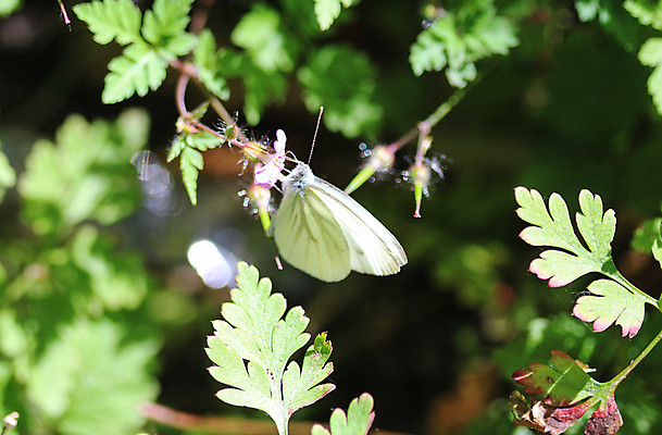 포토 JPG 해외이미지 식물 동물 꽃 야생동물 나비 곤충 백그라운드 꽃무늬 날개 자연 생물 사람없음 야외 초록색 여름 노란색 환경 정원 보라색 봄 벚꽃 흰색 닫기 작음 먹기 생물학 양배추 꿀 내추럴 수유 해외202004 해외포토 계절 교육 컬러 무늬 채소 모션 크기 생태계 파일형식 이미지허브
