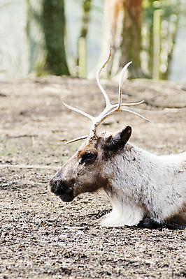 포토 JPG 해외이미지 동물 1 응시 남자 야생동물 크리스마스 포유류 자연 사슴 휴식 털 뿔 사람없음 옆모습 관찰 황무지 고독 숲 묘사 싱글 내추럴 경보 순록 해외202004 해외포토 시선 기념일 감정 뷰포인트 컨셉 모션 사람 생태계 파일형식 이미지허브