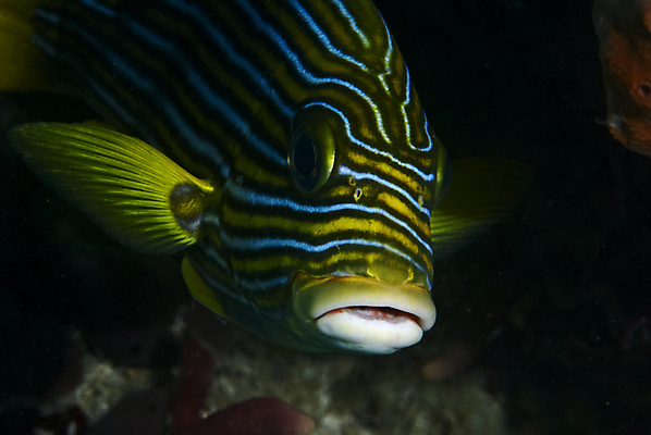 포토 JPG 해외이미지 리본 어류 사람없음 노란색 머리 수중 줄무늬 산호 암초 해외202004 해외포토 컬러 무늬 신체부위 수중동물 자포동물 파일형식 이미지허브