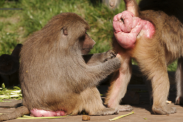 포토 JPG 해외이미지 동물 포유류 표시 사람없음 원주민 몸단장 짝짓기 해외202004 해외포토 아프리카인 파일형식 이미지허브
