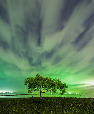 포토 JPG 해외이미지 나무 구름 별 야생동물 겨울 밭 자연 하늘 풍경 사람없음 야외 초록색 여름 파란색 빛 태양 우주 환경 봄 추위 시골 분위기 야간 북극 천문학 북쪽 오로라 내추럴 현상 수평선 해외202004 해외포토 자연요소 식물 동물 계절 교육 컬러 컨셉 농업 자연현상 극지방 방향 생태계 파일형식 이미지허브