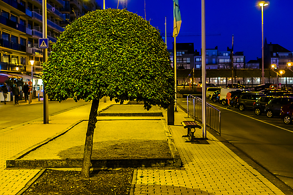 포토 JPG 해외이미지 모양 나무 공원 도로 길 잎 자연 거리 창조 미술 사람없음 장식 초록색 정원 도시 원형 센터 성형수술 자르기 원예 서식 클립 심플 상록수 타운 내추럴 기본 다듬기 방법 해외202004 해외포토 도형 식물 공공시설 컬러 교통시설 모션 문화예술 취미 수술 생태계 파일형식 이미지허브