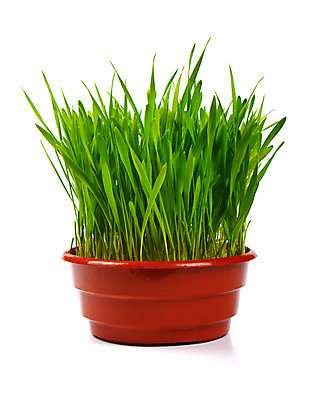 포토 JPG 해외이미지 식물 화분 백그라운드 잎 농업 자연 휴가 잔디 사람없음 빨간색 초록색 여름 갈색 흙 봄 활발 젖음 성장 신선 원예 내추럴 돌봄 해외202004 해외포토 계절 산업 컬러 컨셉 모션 취미 생태계 파일형식 이미지허브