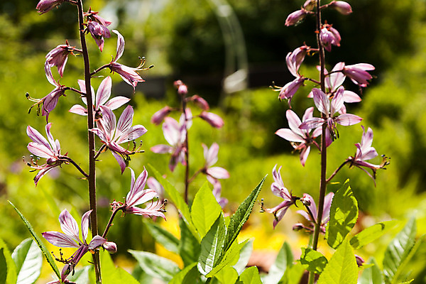 포토 JPG 해외이미지 식물 계절 꽃잎 꽃 분홍색 백그라운드 꽃무늬 밭 자연 풍경 사람없음 야외 가로 초록색 여름 햇빛 머리 우주 환경 정원 맑음 보라색 벚꽃 시골 보호 멀티 해외202004 해외포토 컬러 컨셉 무늬 농업 날씨 신체부위 태양 생태계 파일형식 이미지허브