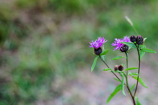 포토 JPG 해외이미지 식물 꽃 분홍색 밭 자연 사람없음 야외 가로 초록색 여름 갈색 보라색 개화 허브 떠남 해외202004 해외포토 계절 컬러 농업 모션 생태계 파일형식 이미지허브