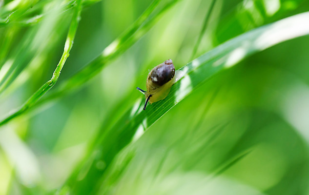 포토 JPG 해외이미지 식물 동물 백그라운드 잎 자연 아침 날씨 주택 사람없음 야외 초록색 물 빛 햇빛 환경 정원 스파 침묵 봄 활발 거품 젖음 추위 성장 신선 투명 떨어짐 이슬 향수 순수 보케 느림 내추럴 해외202004 해외포토 주간 자연요소 계절 컬러 컨셉 건물 태양 소리 화장품 생태계 파일형식 이미지허브