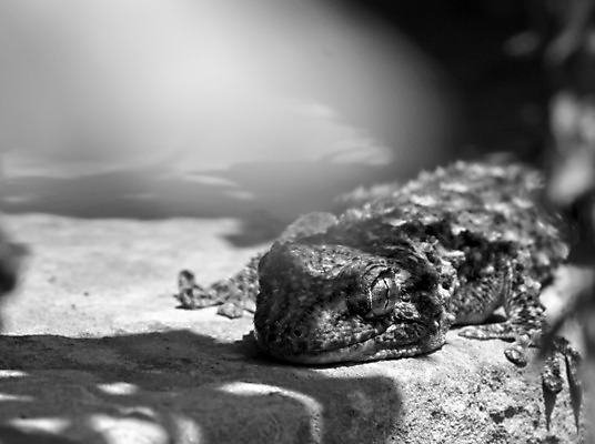 포토 JPG 해외이미지 동물 파충류 자연 사람없음 황무지 눈금 도마뱀 이구아나 해외202004 해외포토 생태계 파일형식 이미지허브