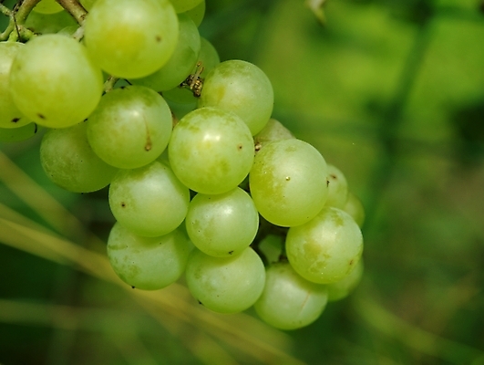포토 JPG 해외이미지 계절 음료 음식 백그라운드 잎 농업 과일 자연 포도 건강 사람없음 초록색 농장 정원 수확 성장 시골 신선 맛 유기농 포도밭 포도나무 내추럴 밭일 해외202004 해외포토 식물 웰빙 산업 컬러 컨셉 밭 과일나무 생태계 파일형식 이미지허브
