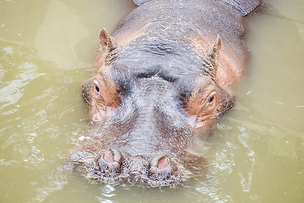 포토 JPG 해외이미지 동물 척추동물 공원 호수 야생동물 백그라운드 신체 포유류 아프리카 자연 초식동물 생물 종류 서기 사람없음 야외 물 강 갈색 머리 회색 젖음 분노 오픈 입 황무지 치아 위험 큼 사파리 하마 서식지 남쪽 내추럴 동물상 보츠와나 해외202004 해외포토 자연요소 공공시설 감정 나라 컬러 컨셉 모션 신체부위 조형물 소화기관 크기 방향 생태계 파일형식 이미지허브