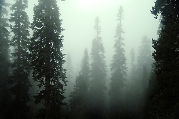 포토 JPG 해외이미지 나무 식물 공원 낙엽 잎 자국 자연 아침 날씨 풍경 사람없음 목재 초록색 빛 환경 새벽 안개 나뭇가지 소나무 숲 신비 속도 상록수 뿌연 삼림지대 생태학 해외202004 해외포토 주간 자연요소 공공시설 교육 컬러 컨셉 재료 생태계 파일형식 이미지허브