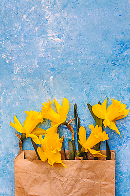 포토 JPG 해외이미지 식물 템플릿 디자인 꽃 종이 꽃다발 백그라운드 잎 꽃무늬 텍스트 자연 탁자 휴가 봉투 프레임 선물 사랑 사람없음 장식 초록색 파란색 노란색 쪽지 봄 공백 흰색 인사 신선 신용카드 생일 메시지 플랫 우아함 정상 편지 책상 레이아웃 초대 위치 수선화 내추럴 구성 해외202004 해외포토 계절 기념일 감정 컬러 가구 컨셉 무늬 금융 예절 생태계 파일형식 이미지허브