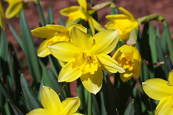 포토 JPG 해외이미지 식물 계절 꽃잎 꽃 줄기 꽃다발 잎 꽃무늬 패턴 자연 사람없음 장식 초록색 여름 노란색 머리 정원 봄 활발 성장 벚꽃 신선 오브젝트 싱글 원예 수선화 해외202004 해외포토 컬러 컨셉 무늬 취미 신체부위 생태계 파일형식 이미지허브