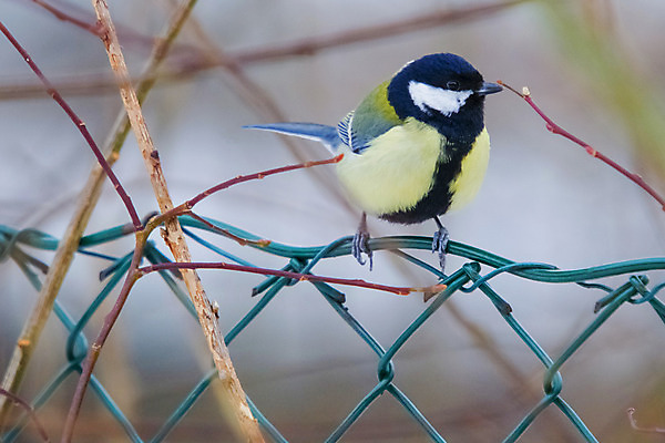 포토 JPG 해외이미지 나무 동물 계절 유럽 야생동물 백그라운드 겨울 자연 조류 노르웨이 미술 사람없음 야외 목재 초록색 노란색 환경 검은색 추위 흰색 나뭇가지 황무지 닫기 작음 깃털 생태계 서식지 내추럴 스칸디나비아 해외202004 해외포토 식물 나라 컬러 재료 모션 문화예술 크기 파일형식 이미지허브