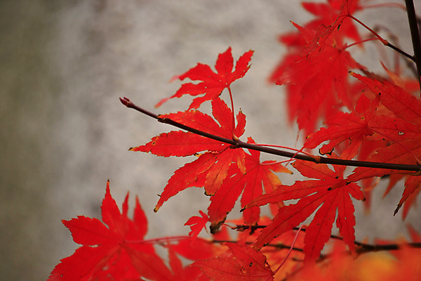 포토 JPG 해외이미지 나무 계절 잎 오렌지 사람없음 장식 빨간색 갈색 가을 11월 실크 질감 10월 해외202004 해외포토 식물 컬러 과일 직물 날짜 파일형식 이미지허브
