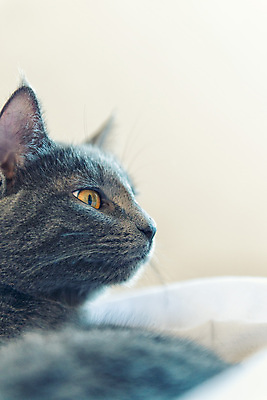 포토 JPG 해외이미지 동물 휴식 표정 사람없음 반려동물 고양이 해외202004 해외포토 컨셉 포유류 파일형식 이미지허브