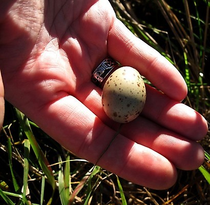 포토 JPG 해외이미지 동물 손 지구 야생동물 자연 조류 새로움 사람없음 야외 여름 농장 갈색 환경 계란 봄 황무지 보호 내추럴 해외202004 해외포토 계절 컬러 컨셉 농업 신체부위 알 생태계 파일형식 이미지허브