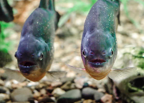 포토 JPG 해외이미지 커플 야생동물 자연 바닥 어류 사람없음 초록색 물 수중 수영 연못 입 치아 위험 육식동물 지느러미 수족관 이국적 해외202004 해외포토 자연요소 동물 컬러 컨셉 관계 신체부위 수중동물 수상스포츠 소화기관 생태계 파일형식 이미지허브