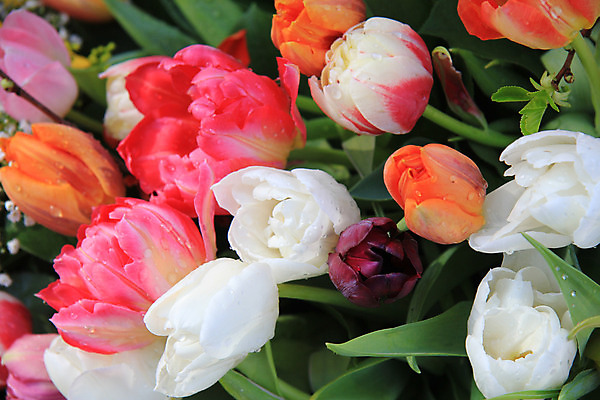 포토 JPG 해외이미지 식물 꽃잎 꽃 분홍색 꽃다발 오렌지 전구 자연 사람없음 빨간색 초록색 노란색 보라색 봄 튤립 배열 꽃집 네덜란드 질감 해외202004 해외포토 계절 유럽 컬러 과일 상점 생태계 파일형식 이미지허브