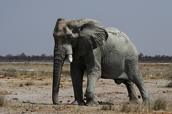 포토 JPG 해외이미지 동물 야생동물 포유류 아프리카 자연 코끼리 사람없음 회색 큼 사파리 나미비아 스텝 해외202004 해외포토 나라 컬러 크기 생태계 남아프리카 파일형식 이미지허브