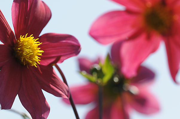 포토 JPG 해외이미지 계절 꽃 분홍색 사람없음 여름 노란색 봄 해외202004 해외포토 식물 컬러 파일형식 이미지허브