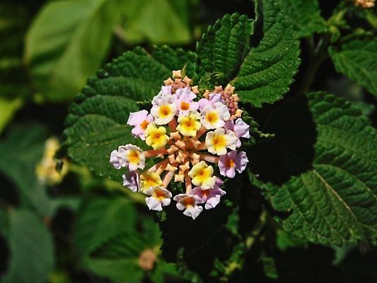 포토 JPG 해외이미지 식물 꽃잎 꽃 행복 분홍색 백그라운드 꽃무늬 밭 자연 사랑 풍경 사람없음 야외 장식 초록색 여름 빛 컬러풀 노란색 평화 환경 정원 보라색 봄 기쁨 벚꽃 흰색 시골 침대 신선 개화 제비꽃 코스모스 보케 내추럴 강렬 해외202004 해외포토 계절 감정 컬러 가구 컨셉 무늬 농업 생태계 파일형식 이미지허브