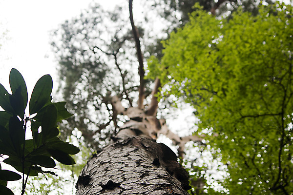 포토 JPG 해외이미지 나무 식물 응시 계절 낙엽 잎 자연 하늘 날씨 왕관 바닥 사람없음 목재 초록색 파란색 빛 환경 맑음 봄 성장 덮개 나뭇가지 신선 개화 큼 아래 매듭 통나무 나무껍질 광합성 수목 인구 처음 해외202004 해외포토 시선 꽃 컬러 재료 뚜껑 껍질 크기 방향 생태계 위치 파일형식 이미지허브