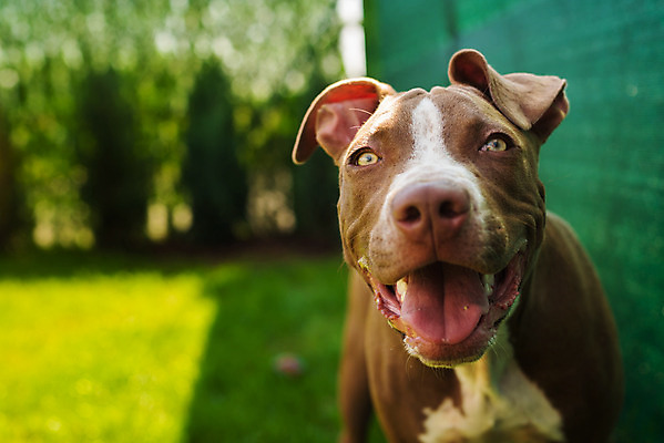 포토 JPG 해외이미지 동물 응시 공원 행복 백그라운드 포유류 놀이 생물 사람없음 야외 초록색 반려동물 달리기 갈색 머리 정원 검은색 힘 흰색 개 강아지 자르기 테리어 황소 노려봄 송곳니 개암나무 기르기 해외202004 해외포토 나무 시선 공공시설 감정 컬러 모션 표정 신체부위 소 치아 돌봄 파일형식 이미지허브