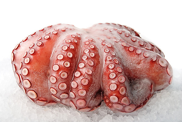 포토 JPG 해외이미지 사람없음 냉동 신선 문어 문어다리 해외202004 해외포토 연체동물 수중동물 파일형식 이미지허브