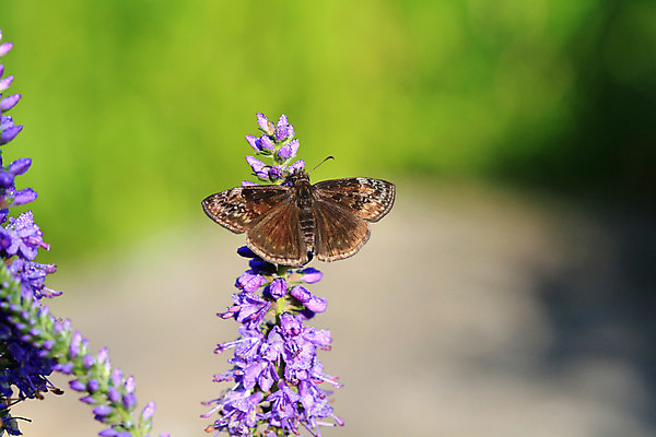 포토 JPG 해외이미지 꽃 야생동물 나비 곤충 자연 사람없음 야외 파란색 정원 내추럴 해외202004 해외포토 식물 동물 컬러 생태계 파일형식 이미지허브