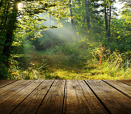 포토 JPG 해외이미지 나무 계절 공원 도로 길 벽 백그라운드 잎 패턴 건축양식 텍스트 자연 탁자 바닥 프레임 실내 미술 사람없음 내부 건물 목재 초록색 빛 울타리 햇빛 태양 갈색 공백 광선 판넬 널 숲 오솔길 책상 싱글 그림 질감 내추럴 방법 파케트 해외202004 해외포토 자연요소 식물 건축물 공공시설 건축 컬러 가구 무늬 재료 교통시설 문화예술 담장 생태계 파일형식 이미지허브