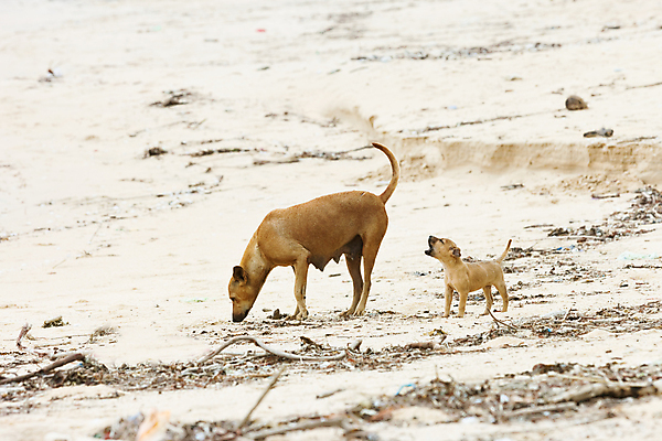 포토 JPG 해외이미지 아시아 여유 새끼 모래 여행 자연 휴가 휴식 풍경 사람없음 여름 모래사장 햇빛 평화 맑음 외침 자유 시골 개 강아지 배고픔 엽서 내추럴 스리랑카 파라다이스 해외202004 해외포토 동물 계절 감정 나라 바다 컨셉 포유류 날씨 반려동물 태양 소리 편지 생태계 파일형식 이미지허브
