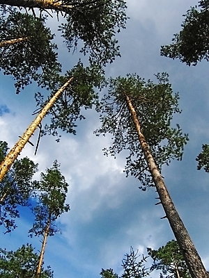 포토 JPG 해외이미지 나무 자연 하늘 날씨 휴식 풍경 사람없음 목재 세로 초록색 여름 파란색 태양 갈색 침묵 나뭇가지 소나무 숲 허브 즐거움 통나무 원뿔 생태학 해외202004 해외포토 자연요소 도형 식물 계절 교육 감정 컬러 컨셉 재료 소리 생태계 파일형식 이미지허브
