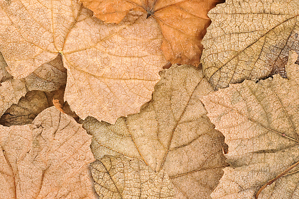 포토 JPG 해외이미지 계절 백그라운드 잎 오렌지 자연 벽지 포도 추상 건조 사람없음 야외 장식 컬러풀 노란색 환경 침묵 카펫 펼침 덮개 가을 죽음 황금 9월 11월 질감 10월 내추럴 땅바닥 옛날 해외202004 해외포토 식물 컬러 무늬 과일 모션 바닥 소리 뚜껑 날짜 생태계 파일형식 이미지허브