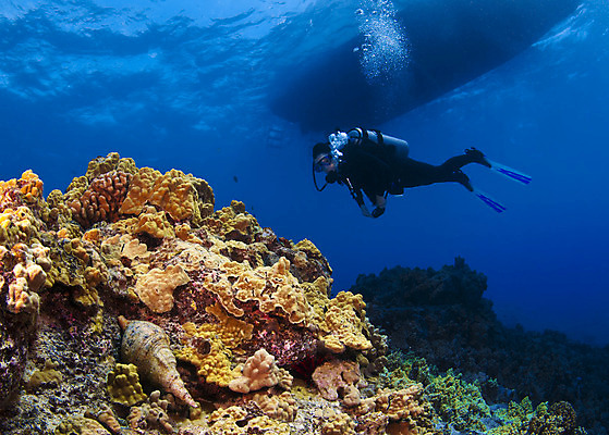 포토 JPG 해외이미지 여행 한명 사람 야외 여행객 산호 하와이 태평양 암초 해외202004 해외포토 1 바다 미국 자포동물 파일형식 이미지허브