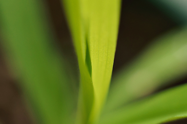 포토 JPG 해외이미지 식물 백그라운드 단풍 자연 잔디 사람없음 야외 가로 초록색 여름 정원 봄 성장 신선 원예 질감 화단 부드러움 녹색배경 해외202004 해외포토 계절 컬러 잎 취미 감각 생태계 파일형식 이미지허브