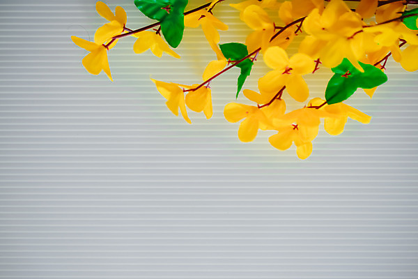 포토 JPG 해외이미지 식물 꽃잎 꽃 꽃다발 잎 꽃무늬 과일 자연 부활절 사람없음 내부 장식 초록색 여름 노란색 정원 봄 벚꽃 흰색 나뭇가지 개화 수선화 아카시아 고립 인공 해외202004 해외포토 나무 계절 기념일 컬러 무늬 생태계 파일형식 이미지허브