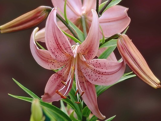 포토 JPG 해외이미지 식물 디자인 계절 꽃잎 꽃 분홍색 백그라운드 잎 꽃무늬 패턴 자연 안테나 사람없음 야외 초록색 여름 정원 봄 벚꽃 백합 배열 꽃가루 우수 해외202004 영광군 해외포토 컬러 무늬 통신 가루 전라남도 절기 생태계 파일형식 이미지허브