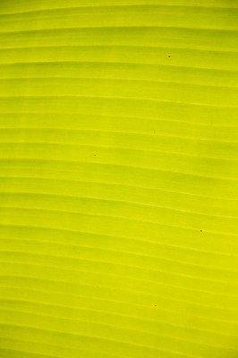 포토 JPG 해외이미지 식물 잎 자연 사람없음 세로 초록색 닫기 그림 질감 해외202004 해외포토 컬러 모션 생태계 파일형식 이미지허브