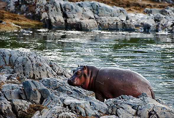포토 JPG 해외이미지 동물 척추동물 응시 야생동물 여행 포즈 신체 포유류 아프리카 자연 초식동물 휴식 생물 사람없음 야외 물 파란색 머리 젖음 입 액체 황무지 저녁 위험 큼 무서움 사파리 피부 시력 암초 하마 남쪽 내추럴 해외202004 해외포토 자연요소 시선 감정 나라 컬러 컨셉 신체부위 야간 크기 방향 생태계 파일형식 이미지허브