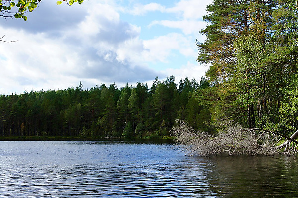 포토 JPG 해외이미지 나무 구름 호수 자연 하늘 풍경 사람없음 야외 초록색 물 파란색 반사 침묵 연못 숲 해외202004 해외포토 자연요소 식물 컬러 소리 생태계 파일형식 이미지허브