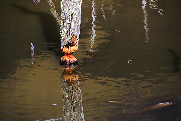포토 JPG 해외이미지 나무 식물 동물 야생동물 줄기 자연 풍경 사람없음 야외 목재 강 환경 계곡 손상 치아 떨어짐 설치류 숲 댐 자르기 통나무 나무껍질 칠레 토막 아르헨티나 깨짐 비버 삼림지대 생태학 수목 전국 해외202004 해외포토 공공시설 교육 컨셉 재료 모션 껍질 소화기관 남아메리카 생태계 파일형식 이미지허브