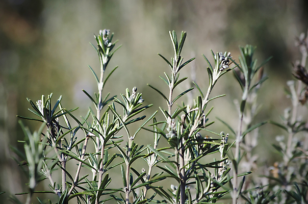 포토 JPG 해외이미지 식물 잎 자연 사람없음 초록색 정원 성장 나뭇가지 허브 향신료 유기농 아로마 로즈메리 내추럴 해외202004 해외포토 나무 웰빙 컬러 생태계 향미료 파일형식 이미지허브