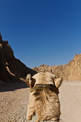 포토 JPG 해외이미지 동물 모래 여행 자연 하늘 산 이집트 사람없음 사막 낙타 해외202004 해외포토 포유류 아프리카 생태계 파일형식 이미지허브