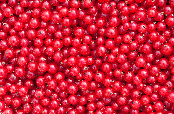 포토 JPG 해외이미지 식물 디자인 계절 열매 음식 백그라운드 농업 과일 자연 사람없음 장식 빨간색 여름 빛 농작물 정원 주스 수확 투명 맛 과수원 먹기 오브젝트 유기농 원예 흙더미 7월 내추럴 건포도 숙성 세련 해외202004 해외포토 웰빙 산업 음료 컬러 컨셉 모션 포도 취미 흙 날짜 생태계 건과일 파일형식 더미 이미지허브