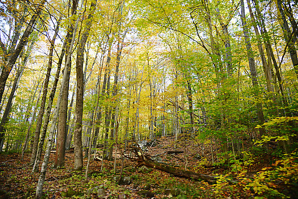 포토 JPG 해외이미지 나무 계절 공원 여행 잎 자연 산 풍경 사람없음 야외 빨간색 컬러풀 노란색 안개 가을 시골 숲 서쪽 해외202004 해외포토 식물 공공시설 컬러 날씨 방향 생태계 파일형식 이미지허브